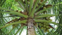 pohon kelapa
