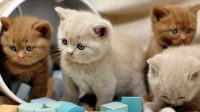 Jenis Kucing Terbaik untuk Dipelihara