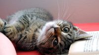 Merawat kucing dengan benar