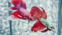 Memelihara Ikan Cupang