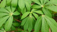 Manfaat Daun Singkong