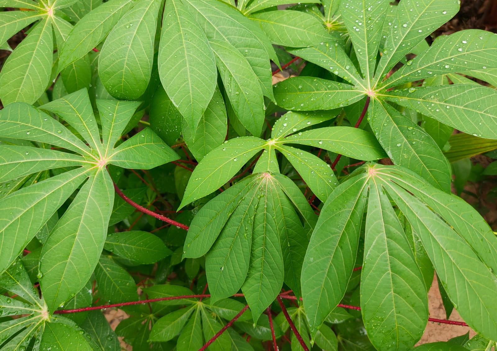 Manfaat Daun Singkong