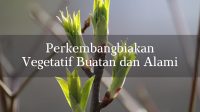 Perkembangbiakan Vegetatif Buatan dan Alami