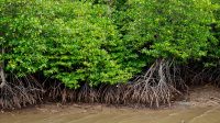 Pengertian Hutan Bakau