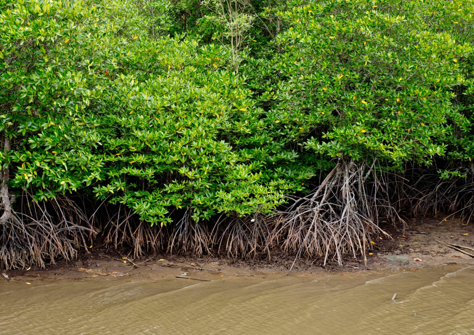 WhatsApp Image 2023-04-18 at 22.12.29 Pengertian Hutan Bakau