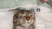 cara memandikan kucing