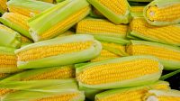 Tips Memilih Jagung