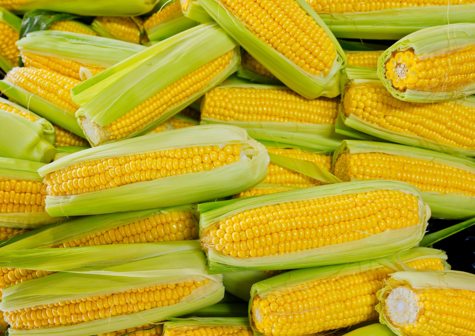 Tips Memilih Jagung
