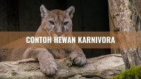 Contoh Hewan Karnivora