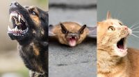 Penjelasan mengenai rabies