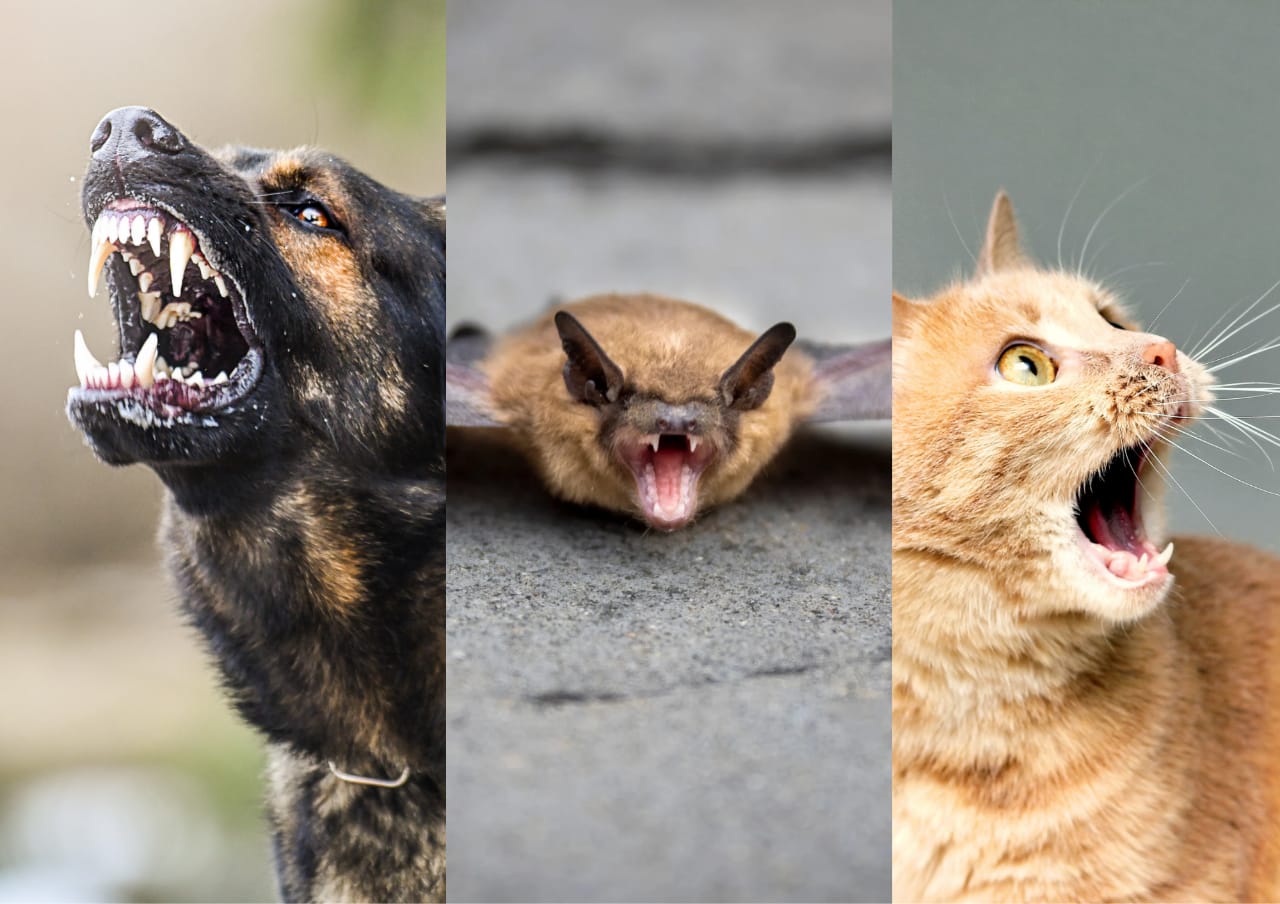 Penjelasan mengenai rabies