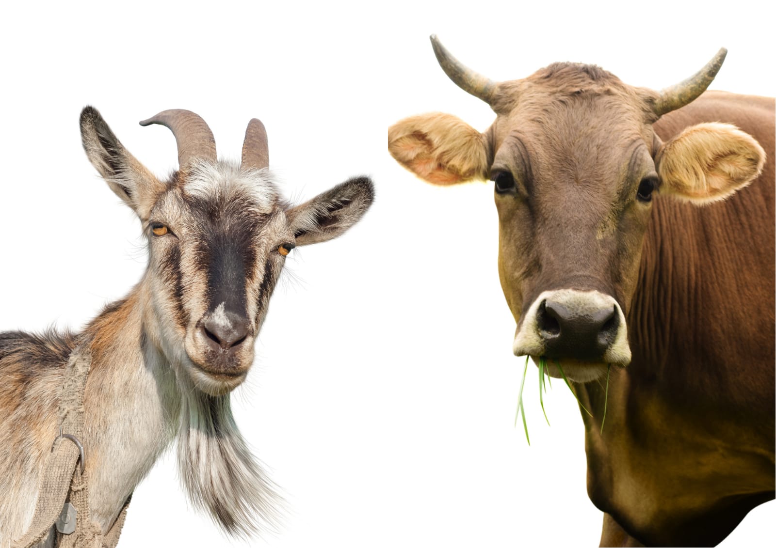 Daging sapi vs kambing