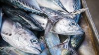 Tips Memilih Ikan Tuna