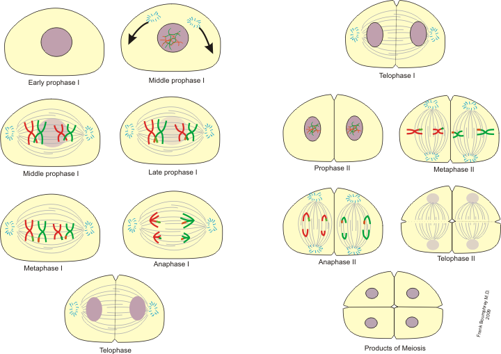 Penjelasan pembelahan meiosis