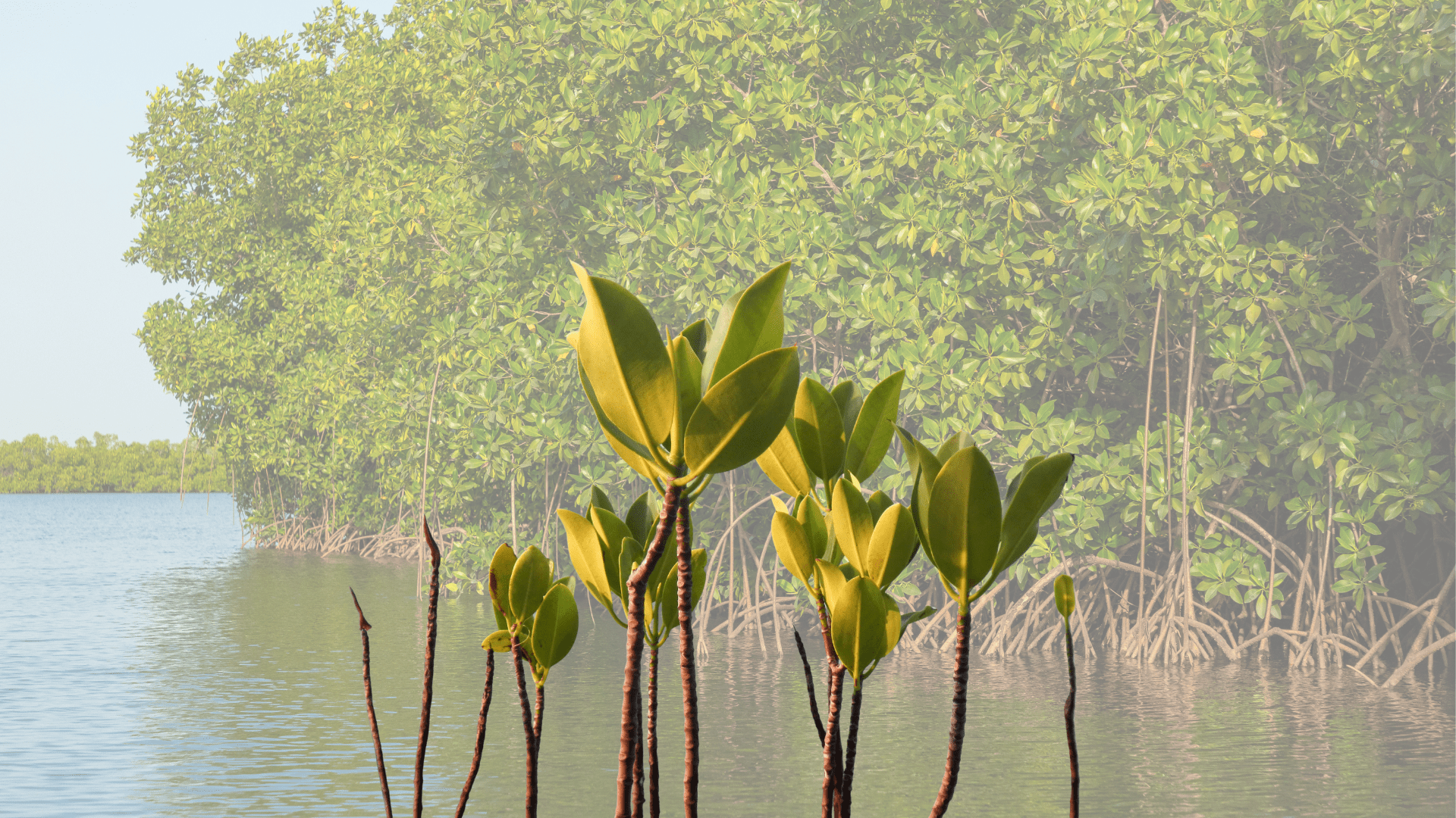 EVERGREEN (31)